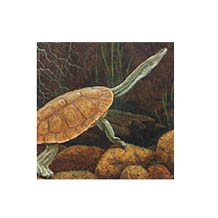 Giclee on Canvas Prints