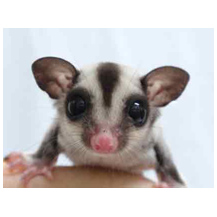 シマリス・モモンガ