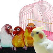 鳥用品